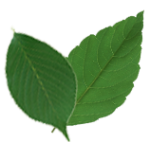 botanical-10 botanical-10